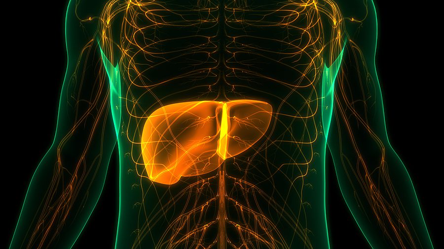 3D image of Liver in body