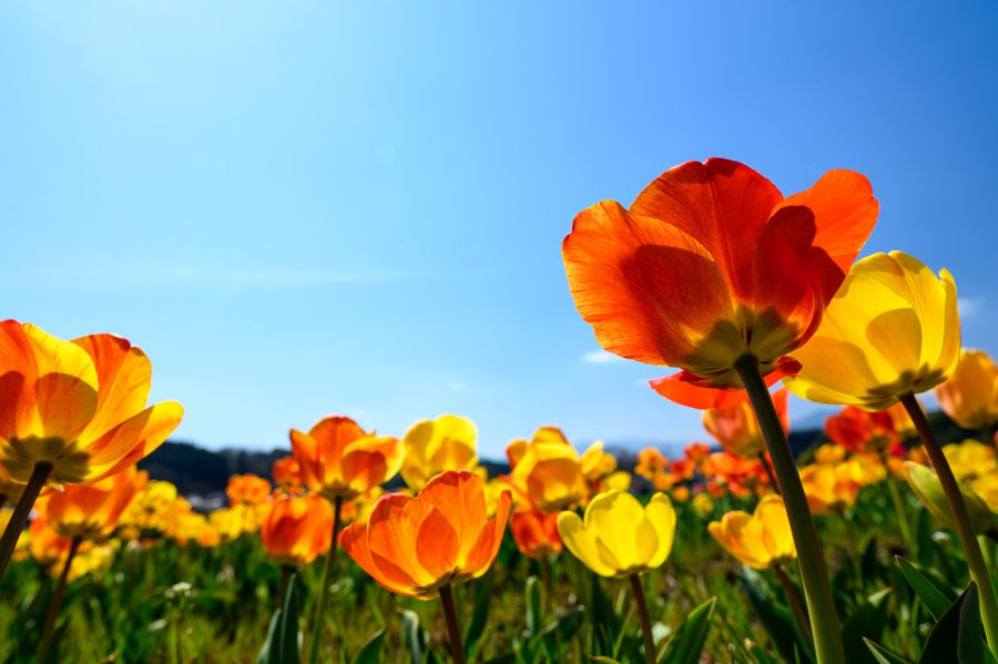 Seasonal Allergies concept - yellow and orange flowers against a blue sky