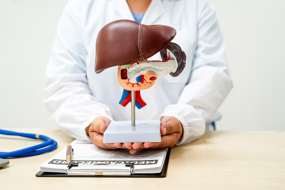 doctor near display of liver - medical concept of liver