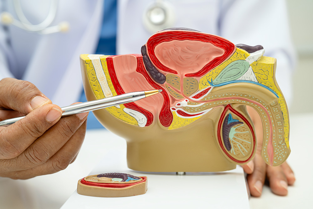 urologist points to a prostate on an anatomical diagram