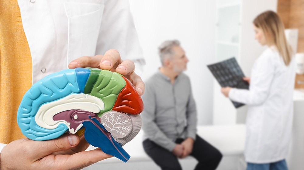 doctor holding brain model in front of scene of a doctor explaining a brain scan to a patient - medical care for stroke concept